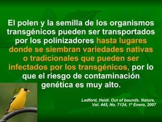 El polen y la semilla de los organismos transgénicos pueden ser transportados por los polinizadores  hasta lugares donde se siembran variedades nativas o tradicionales que pueden ser infectados por los transgénicos,  por lo que el riesgo de contaminación genética es muy alto. Ledford, Heidi. Out of bounds. Nature,  Vol. 445, No. 7124, 1º Enero, 2007 