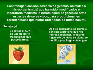 Los transgénicos son seres vivos (plantas, animales o microorganismos) que han sido  modificados en laboratorio mediante la introducción de genes de otras especies de seres vivos, para proporcionarles características que nunca obtendrían de forma natural. Por ejemplo: De otro organismo, se extrae el gen con la proteína que nos interesa implantar.  Mediante ingeniería genética se clona, se modifica y se fragmenta el gen. Se extrae el ADN de uno de los 14 cromosomas que posee la fresa. 