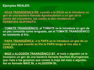 Ejemplos REALES: SOJA TRANSGÉNICA RR , cuando a la SOJA se le introduce un gen de una bacteria llamada Agrobacterium o un gen de la planta del crisantemo, los cuales le dan resistencia al HERBICIDA GLIFOSATO. TOMATE TRANSGÉNICO , al TOMATE se le introduce un gen de un pez conocido como lenguado, así el TOMATE TRANSGÉNICO es resistente al frío. PAPA TRANSGÉNICA , a la PAPA se le introduce un gen de un cerdo para que cuando se fría la PAPA tenga el rico olor a CERDO. -  MAIZ o ALGODÓN TRANSGÉNICO BT , al maíz o algodón se le incorpora un gen de una bacteria llamada Bacillus thuringiensis que mata a los gusanos que comen la hoja del maíz o algodón.  Así es llamado MAÍZ Bt, o ALGODÓN Bt. 