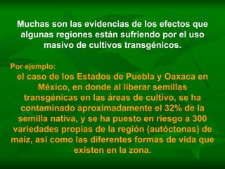 Muchas son las evidencias de los efectos que algunas regiones están sufriendo por el uso masivo de cultivos transgénicos. Por ejemplo:   el caso de los Estados de Puebla y Oaxaca en México, en donde al liberar semillas transgénicas en las áreas de cultivo, se ha contaminado aproximadamente el 32% de la semilla nativa, y se ha puesto en riesgo a 300 variedades propias de la región (autóctonas) de maíz, así como las diferentes formas de vida que existen en la zona. 