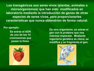 Los transgénicos son seres vivos (plantas, animales o microorganismos) que han sido  modificados en laboratorio mediante la introducción de genes de otras especies de seres vivos, para proporcionarles características que nunca obtendrían de forma natural. Por ejemplo: De otro organismo, se extrae el gen con la proteína que nos interesa implantar.  Mediante ingeniería genética se clona, se modifica y se fragmenta el gen. Se extrae el ADN de uno de los 14 cromosomas que posee la fresa. 
