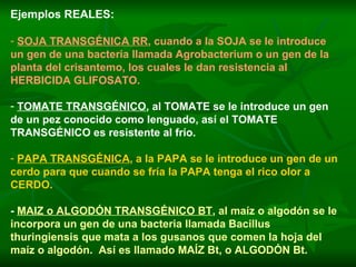 Ejemplos REALES: SOJA TRANSGÉNICA RR , cuando a la SOJA se le introduce un gen de una bacteria llamada Agrobacterium o un gen de la planta del crisantemo, los cuales le dan resistencia al HERBICIDA GLIFOSATO. TOMATE TRANSGÉNICO , al TOMATE se le introduce un gen de un pez conocido como lenguado, así el TOMATE TRANSGÉNICO es resistente al frío. PAPA TRANSGÉNICA , a la PAPA se le introduce un gen de un cerdo para que cuando se fría la PAPA tenga el rico olor a CERDO. -  MAIZ o ALGODÓN TRANSGÉNICO BT , al maíz o algodón se le incorpora un gen de una bacteria llamada Bacillus thuringiensis que mata a los gusanos que comen la hoja del maíz o algodón.  Así es llamado MAÍZ Bt, o ALGODÓN Bt. 