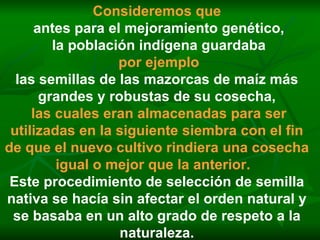 Consideremos que antes para el mejoramiento genético, la población indígena guardaba por ejemplo las semillas de las mazorcas de maíz más grandes y robustas de su cosecha, las cuales eran almacenadas para ser utilizadas en la siguiente siembra con el fin de que el nuevo cultivo rindiera una cosecha igual o mejor que la anterior.   Este procedimiento de selección de semilla nativa se hacía sin afectar el orden natural y se basaba en un alto grado de respeto a la naturaleza. 