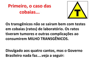 Primeiro, o caso das
      cobaias...

Os transgênicos não se sairam bem com testes
em cobaias (ratos) de laboratório. Os ratos
tiveram tumores e outras complicações ao
consumirem MILHO TRANSGÊNICOS.

Divulgado aos quatro cantos, mas o Governo
Brasileiro nada faz....veja a seguir:
 