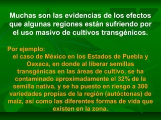Muchas son las evidencias de los efectos
que algunas regiones están sufriendo por
el uso masivo de cultivos transgénicos.
Por ejemplo:
el caso de México en los Estados de Puebla y
Oaxaca, en donde al liberar semillas
transgénicas en las áreas de cultivo, se ha
contaminado aproximadamente el 32% de la
semilla nativa, y se ha puesto en riesgo a 300
variedades propias de la región (autóctonas) de
maíz, así como las diferentes formas de vida que
existen en la zona.
 