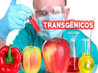 Transgenicos