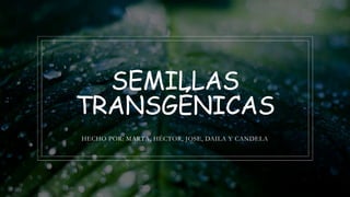 SEMILLAS
TRANSGÉNICAS
HECHO POR: MARTA, HÉCTOR, JOSE, DAILA Y CANDELA
 