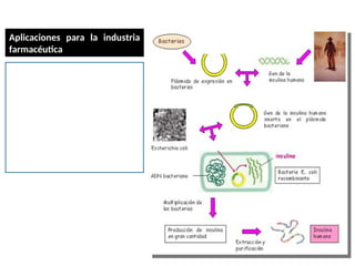 En este ejemplo, se usa el plásmido
de una bacteria para transportar el
gen de la insulina humana. Luego
este ADN recombinado se introduce
en bacterias E. coli para que se
multiplique y se produzca la
hormona en grandes cantidades, se
extrae de las bacterias, se purifica y
se vende en el comercio
farmacéutico.
Ingeniería genética
Aplicaciones para la industria
farmacéutica
 