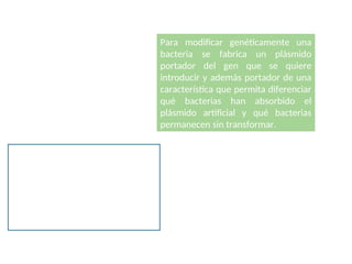 Ingeniería genética
Para modificar genéticamente una
bacteria se fabrica un plásmido
portador del gen que se quiere
introducir y además portador de una
característica que permita diferenciar
qué bacterias han absorbido el
plásmido artificial y qué bacterias
permanecen sin transformar.
Por eso el plásmido artificial porta
un gen de resistencia a antibiótico y
la bacteria que va a ser modificada
debe ser de una cepa inicialmente
sensible al antibiótico, es decir,
inicialmente no portadora del gen
de resistencia a antibiótico
 
