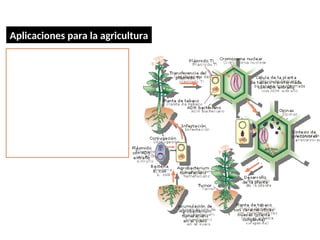 Se extrae un gen bacteriano con
una característica deseable
(crecimiento, resistencia a plagas,
etc.), se combina con el genoma de
una célula vegetal, se cultivan estas
células en laboratorio para
aumentar su número, y así, se
obtienen plantas con la
característica deseada. Ejemplo:
tomates Rocky de maduración
lenta.
Ingeniería genética
Aplicaciones para la agricultura
 