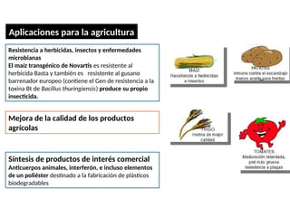 Resistencia a herbicidas, insectos y enfermedades
microbianas
El maíz transgénico de Novartis es resistente al
herbicida Basta y también es resistente al gusano
barrenador europeo (contiene el Gen de resistencia a la
toxina Bt de Bacillus thuringiensis) produce su propio
insecticida.
Ingeniería genética
Aplicaciones para la agricultura
Síntesis de productos de interés comercial
Anticuerpos animales, interferón, e incluso elementos
de un poliéster destinado a la fabricación de plásticos
biodegradables
Mejora de la calidad de los productos
agrícolas
 