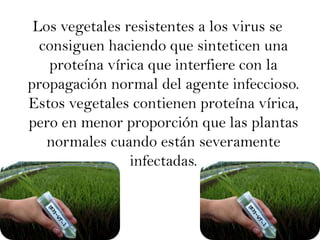 Los vegetales resistentes a los virus se consiguen haciendo que sinteticen una proteína vírica que interfiere con la propagación normal del agente infeccioso. Estos vegetales contienen proteína vírica, pero en menor proporción que las plantas normales cuando están severamente infectadas.