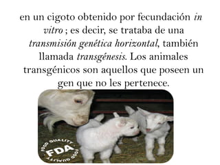 en un cigoto obtenido por fecundación in vitro ; es decir, se trataba de una transmisión genética horizontal, también llamada transgénesis. Los animales transgénicos son aquellos que poseen un gen que no les pertenece. 