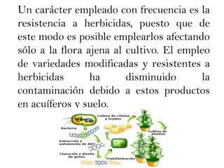    Un carácter empleado con frecuencia es la resistencia a herbicidas, puesto que de este modo es posible emplearlos afectando sólo a la flora ajena al cultivo. El empleo de variedades modificadas y resistentes a herbicidas ha disminuido la contaminación debido a estos productos en acuíferos y suelo.