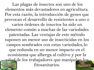     Las plagas de insectos son uno de los elementos más devastadores en agricultura.Por esta razón, la introducción de genes que provocan el desarrollo de resistentes a uno o varios órdenes de insectos ha sido un elemento común a muchas de las variedades patentadas. Las ventajas de este método suponen un menor uso de insecticidas en los campos sembrados con estas variedades,lo que redunda en un menor impacto en el ecosistema que alberga al cultivo y por la salud de los trabajadores que manipulan los fitosanitarios.
