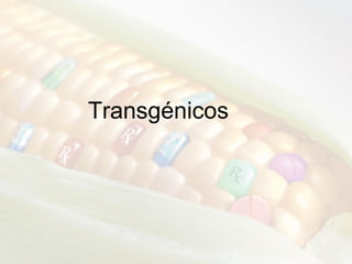 Transgénicos 