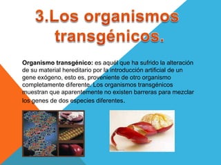 Organismo transgénico: es aquél que ha sufrido la alteración
de su material hereditario por la introducción artificial de un
gene exógeno, esto es, proveniente de otro organismo
completamente diferente. Los organismos transgénicos
muestran que aparentemente no existen barreras para mezclar
los genes de dos especies diferentes.
 