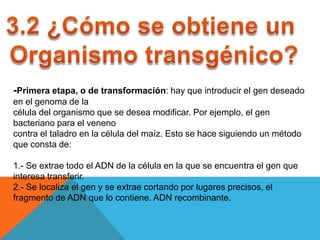 -Primera etapa, o de transformación: hay que introducir el gen deseado
en el genoma de la
célula del organismo que se desea modificar. Por ejemplo, el gen
bacteriano para el veneno
contra el taladro en la célula del maíz. Esto se hace siguiendo un método
que consta de:

1.- Se extrae todo el ADN de la célula en la que se encuentra el gen que
interesa transferir.
2.- Se localiza el gen y se extrae cortando por lugares precisos, el
fragmento de ADN que lo contiene. ADN recombinante.
 