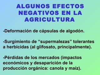 ALGUNOS EFECTOS
NEGATIVOS EN LA
AGRICULTURA
-Deformación de cápsulas de algodón.
-Surgimiento de “supermalezas” tolerantes
a herbicidas (al glifosato, principalmente).
-Pérdidas de los mercados (impactos
económicos y desaparición de la
producción orgánica: canola y maíz).
 