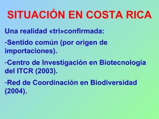 SITUACIÓN EN COSTA RICA
Una realidad «tri»confirmada:
-Sentido común (por origen de
importaciones).
-Centro de Investigación en Biotecnología
del ITCR (2003).
-Red de Coordinación en Biodiversidad
(2004).
 