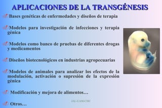 JAL-UAM-CSIC
APLICACIONES DE LA TRANSGÉNESIS
Bases genéticas de enfermedades y diseños de terapia
Modelos para investigación de infecciones y terapia
génica
Modelos como banco de pruebas de diferentes drogas
y medicamentos
Diseños biotecnológicos en industrias agropecuarias
Modelos de animales para analizar los efectos de la
modulación, activación o supresión de la expresión
génica
 Modificación y mejora de alimentos…
 Otros…
 