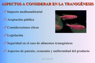 JAL-UAM-CSIC
ASPECTOS A CONSIDERAR EN LA TRANSGÉNESIS
Impacto medioambiental
Aceptación pública
Consideraciones éticas
Legislación
Seguridad en el caso de alimentos transgénicos
Aspectos de patente, economía y uniformidad del producto
 