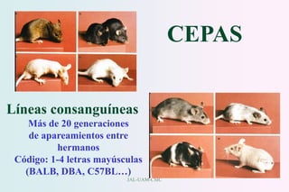JAL-UAM-CSIC
CEPAS
Líneas consanguíneas
Más de 20 generaciones
de apareamientos entre
hermanos
Código: 1-4 letras mayúsculas
(BALB, DBA, C57BL…)
 
