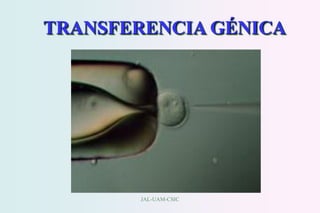 JAL-UAM-CSIC
TRANSFERENCIA GÉNICA
 