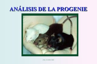 JAL-UAM-CSIC
ANÁLISIS DE LA PROGENIE
 