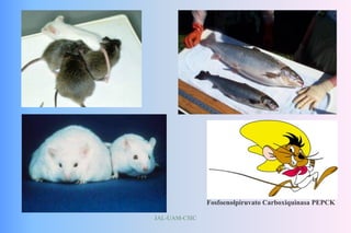 JAL-UAM-CSIC
Fosfoenolpiruvato Carboxiquinasa PEPCK
 