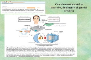 JAL-UAM-CSIC
Con el control mental se
activaba, finalmente, el gen del
IFNbeta
 