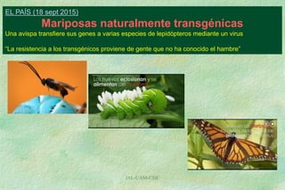 JAL-UAM-CSIC
EL PAÍS (18 sept 2015)
Mariposas naturalmente transgénicas
Una avispa transfiere sus genes a varias especies de lepidópteros mediante un virus
“La resistencia a los transgénicos proviene de gente que no ha conocido el hambre”
 