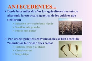 ANTECEDENTES...
 Desde hace miles de años los agricultores han estado
alterando la estructura genética de los cultivos que
siembran:
 Selección por crecimiento rápido
 Semillas más grandes
 Frutos más dulces
 Por cruces genéticos convencionales se han obtenido
“monstruos híbridos” tales como:
 Triticale (trigo y centeno)
 Ciruelo-cerezo
 Sorgo-trigo
 