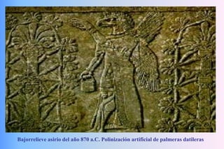 Bajorrelieve asirio del año 870 a.C. Polinización artificial de palmeras datileras
 