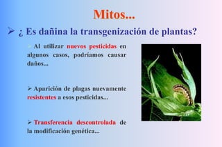 Mitos...
 ¿ Es dañina la transgenización de plantas?
 Al utilizar nuevos pesticidas en
algunos casos, podríamos causar
daños...
 Aparición de plagas nuevamente
resistentes a esos pesticidas...
 Transferencia descontrolada de
la modificación genética...
 