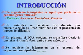 JAL-UAM-CSIC
INTRODUCCIÓN
Un organismo transgénico es aquel que porta en su
genoma genes “nuevos”
 Variantes: Knock-out; Knock-down, Knock-in…
En animales se consigue normalmente por
microinyección de DNA purificado en el pronúcleo de
huevos fertilizados
En plantas, el DNA exógeno se transfiere desde la
bacteria A.tumefaciens, entre otros métodos...
Se requiere la integración en el genoma del
organismo manipulado
 