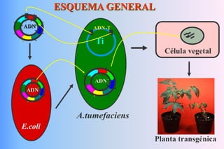 ADN
ADN
E.coli
Ti
A.tumefaciens
Célula vegetal
ESQUEMA GENERAL
ADN-T
ADN
Planta transgénica
 