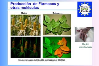 JAL-UAM-CSIC
Hsp65
micobacteria
 