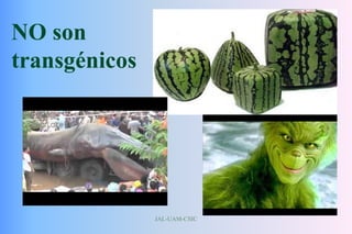JAL-UAM-CSIC
NO son
transgénicos
 