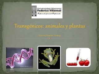 Transgénicos: animales y plantas
Alarcón Damián Lindsay
 
