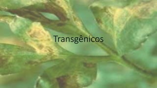 Transgênicos
 