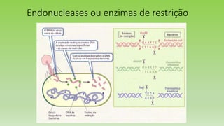 Endonucleases ou enzimas de restrição
 