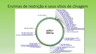 Enzimas de restrição e seus sítios de clivagem
 