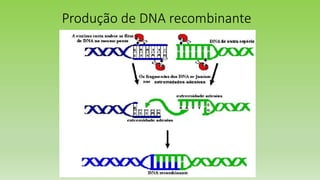 Produção de DNA recombinante
 