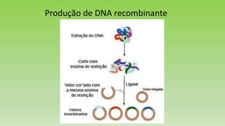 Produção de DNA recombinante
 