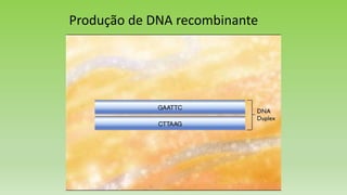 Produção de DNA recombinante
 