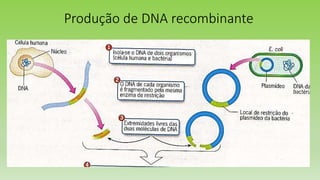 Produção de DNA recombinante
 