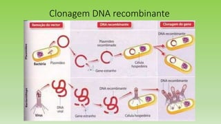 Clonagem DNA recombinante
 