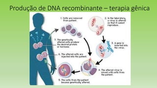 Produção de DNA recombinante – terapia gênica
 
