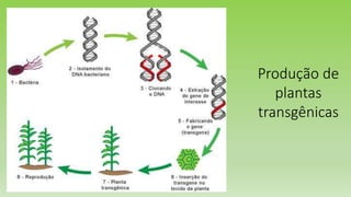 Produção de
plantas
transgênicas
 